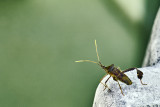 Western Leaffooted Bug