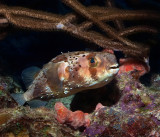 Spiny Puffer, AKA Balloonfish