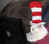 The Cat In A Hat Attends A Zoom Meeting