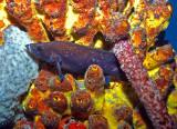 Soapfish In Sponges at Salt Pier