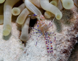 Pederson Cleaner Shrimp Molting