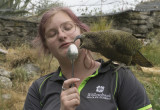 Kea Willowbank Honey