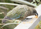 Willowbank Zoo Christchurch Kea Eating 