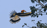 Great Hornbill