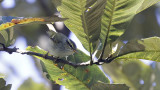 Blyths Leaf Warbler