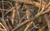 Rusty-rumped Warbler