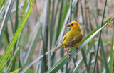 Taveta Weaver