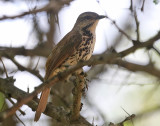 Spotted Palm Thrush