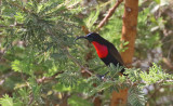 Scarlet-chested Sunbird