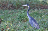 Black-headed Heron