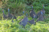 Helmeted Guineafowl