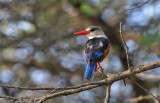 Grey-headed Kingfisher