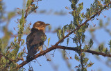 Diderick's Cuckoo