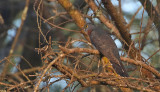Red-chested Cuckoo