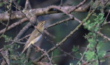 Willow Warbler