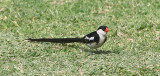 Pin-tailed Whydah