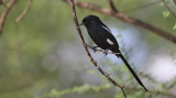 Magpie Shrike