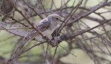 African Grey Flycatcher