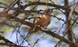 Red-faced Crombec