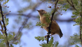 Red-faced Crombec