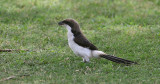 Long-tailed Fiscal