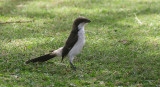 Long-tailed Fiscal