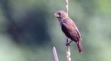 Grosbeak Weaver
