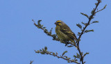 Yellow-fronted Canary
