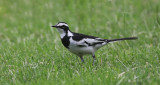 African Pied Wagtail