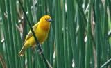 Taveta Weaver