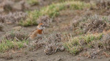Red-capped Lark