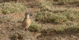 Beesley's Lark