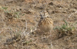Short-tailed Lark