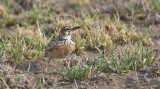 Short-tailed Lark
