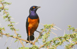 Hildebrandt's Starling