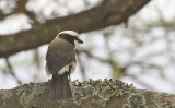 White-rumped Shrike