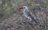 Northern Red-billed Hornbill