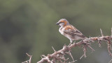 Kenya Rufous Sparrow