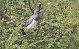 White-bellied Go Away bird