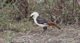 White-headed Buffalo-Weaver