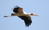 Yellow-billed Stork