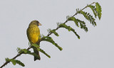 Southern Citril