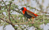 Southern Red Bishop