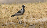 Blacksmith Lapwing