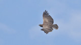 Martial Eagle