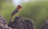 Red-yellow Barbet