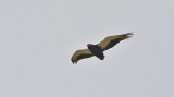 Bateleur 