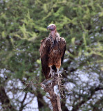 Lappet-faced Vulture