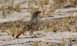 Rufous-tailed Weaver