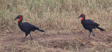 Southern Ground Hornbill